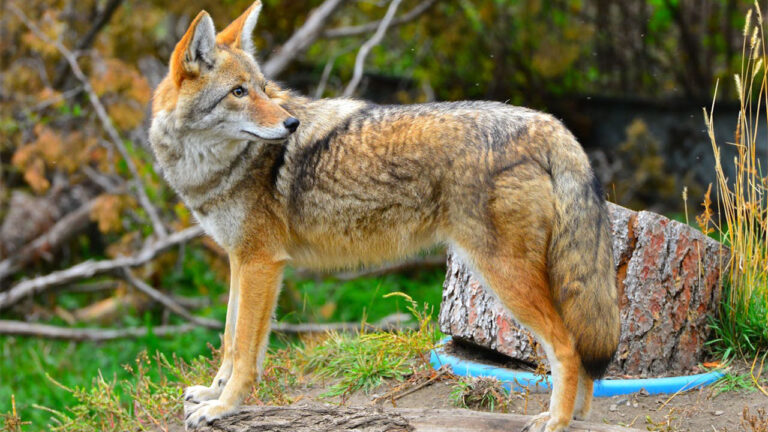 15 U.S. states where coyote–pet conflicts are a constant problem