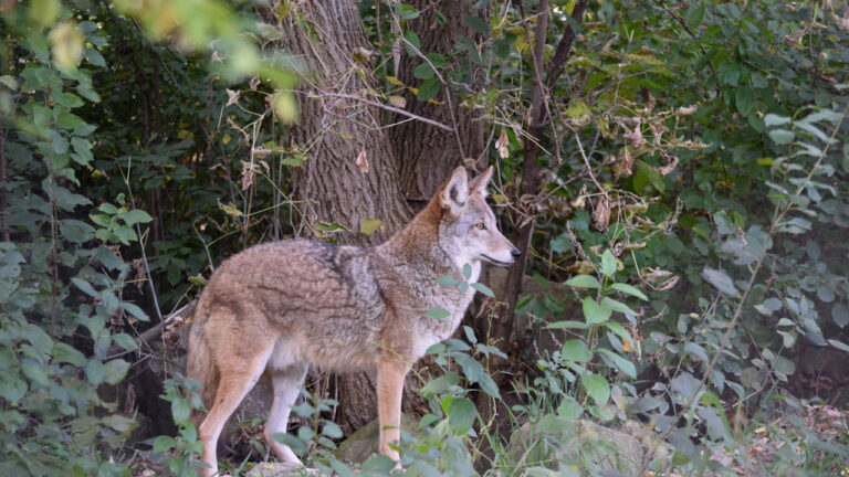 Camp Counselor Heard Coyotes Near the Kids’ Tent — Then Had to Figure Out How to Handle It Without Scaring the Campers