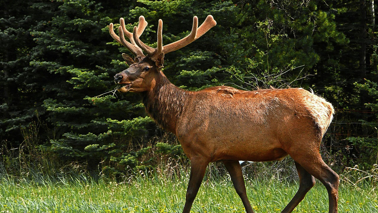 15 U.S. states where elk numbers are strong but access is getting tight ...