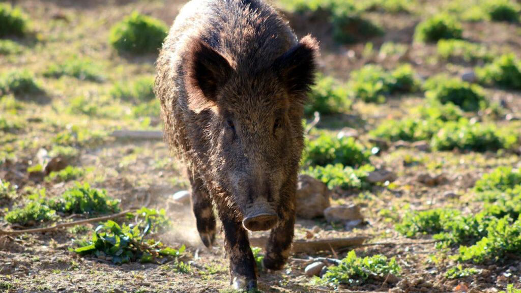 15 U.S. states where feral hog damage is starting to hit suburbs - The ...