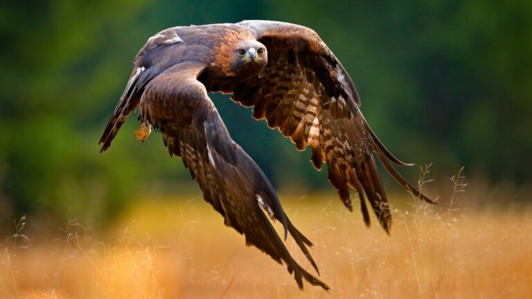 The animals that kill more livestock than wolves, quietly