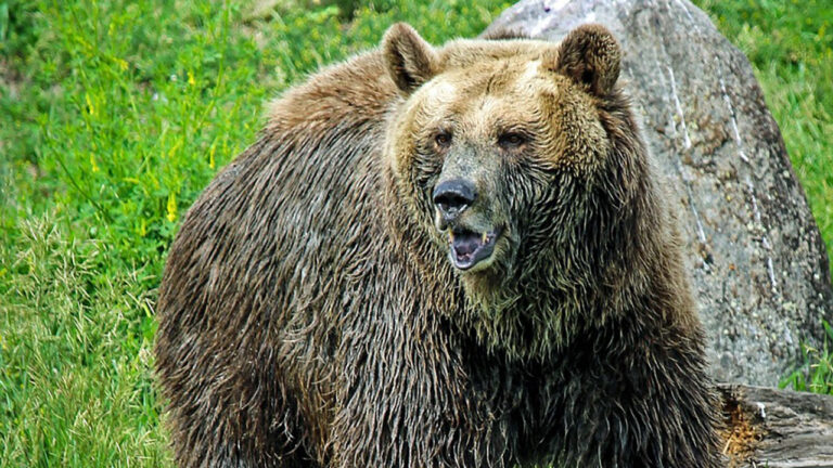 Hunter says he and his wife stopped the quad for lunch in Alaska — and then what they thought was a bull moose stood up at 10 feet and turned out to be a grizzly