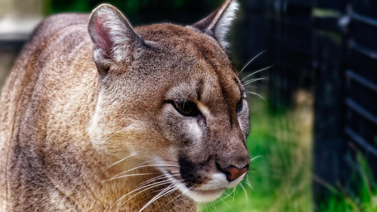 15 U.S. states where mountain lions are being spotted closer to small towns