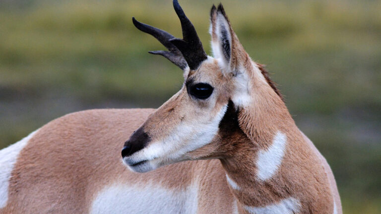 15 U.S. states where pronghorn tags are hardest to get right now