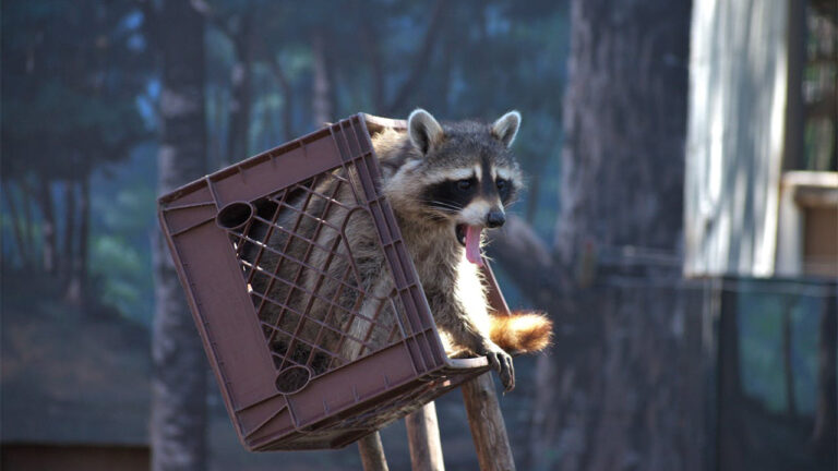 15 surprising facts about raccoons