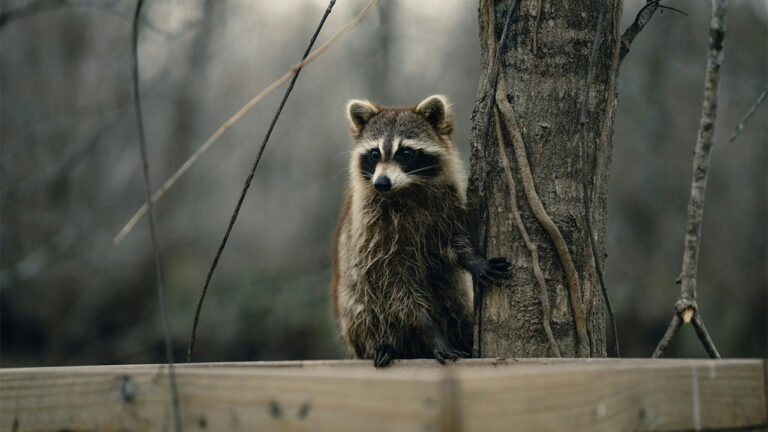 The warning signs your yard is attracting the wrong kind of wildlife