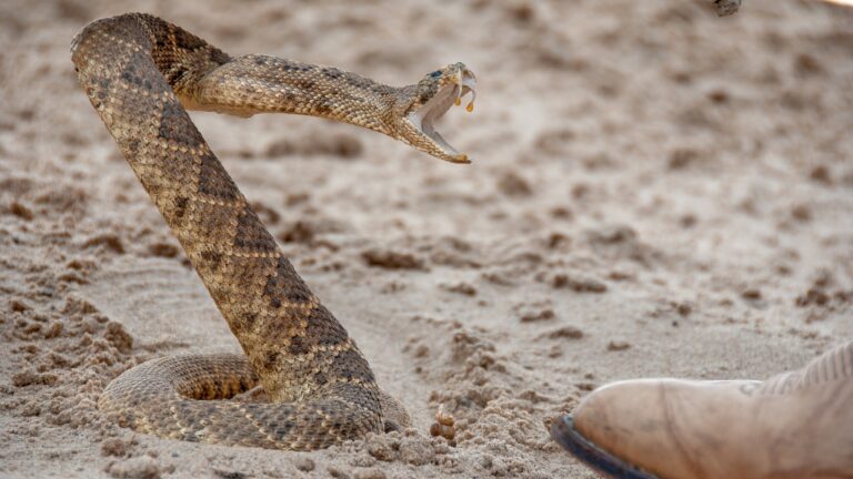 15 U.S. states where rattlesnakes are most likely to show up in yards