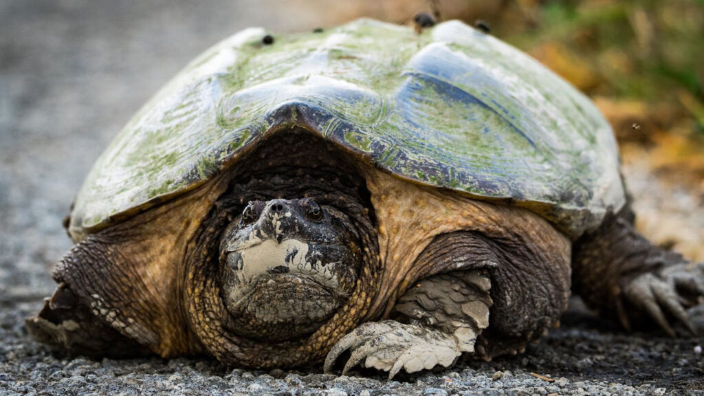 15 surprising facts about snapping turtles - The Avid Outdoorsman