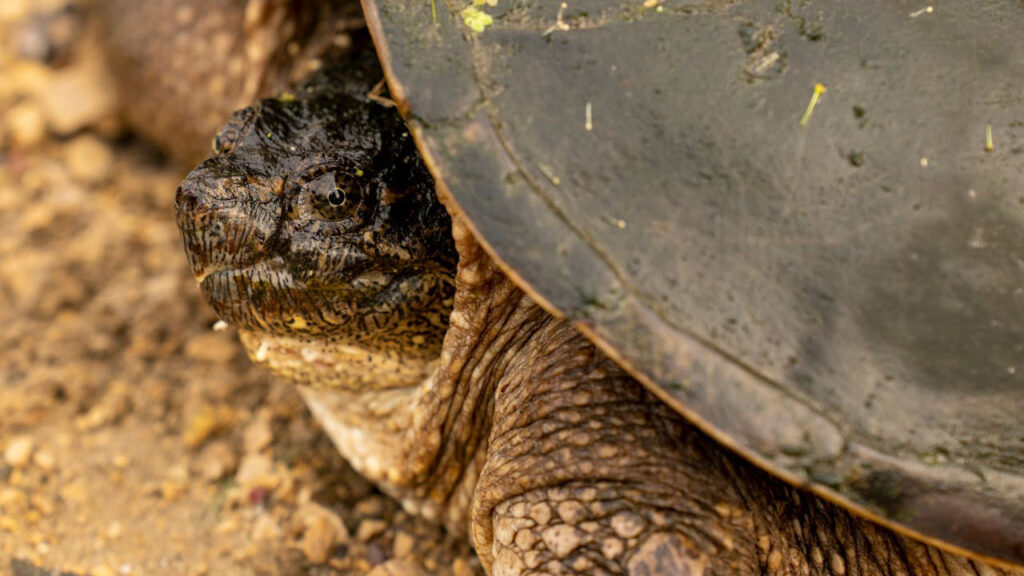 15 surprising facts about snapping turtles - The Avid Outdoorsman