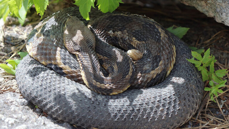 The signs a rattlesnake is closer than you’d ever want to know