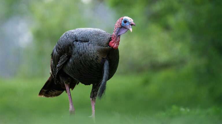 15 states where spring turkey pressure is about to be brutal