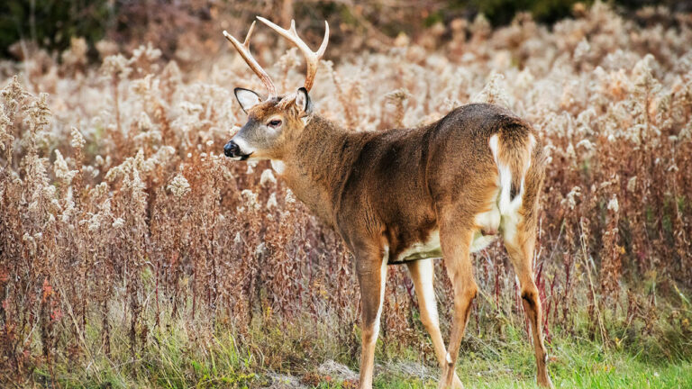 15 states where public land whitetail hunting feels overcrowded now