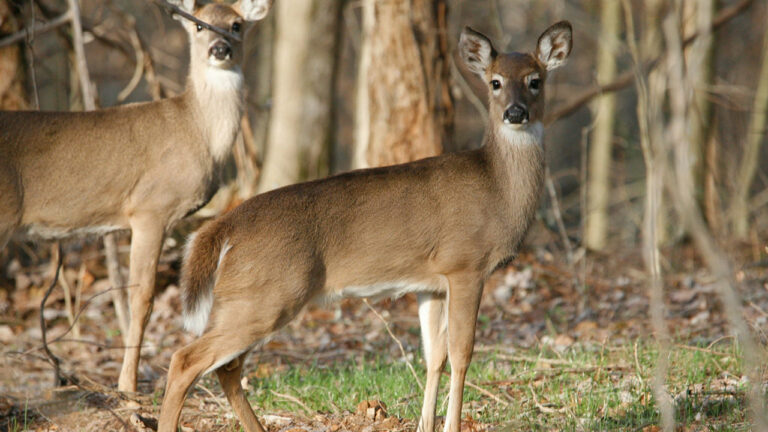 Hunter says he was at full draw on a doe — and then a poacher’s gunshot dropped the deer right in front of him