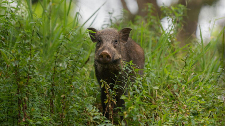 15 U.S. states where wild hogs are expanding into farm country fast
