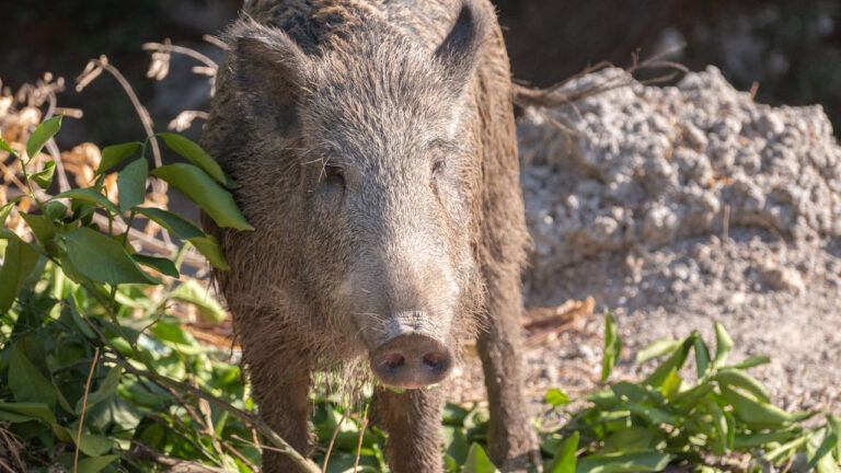 15 U.S. states where wild hogs are turning food plots into craters overnight