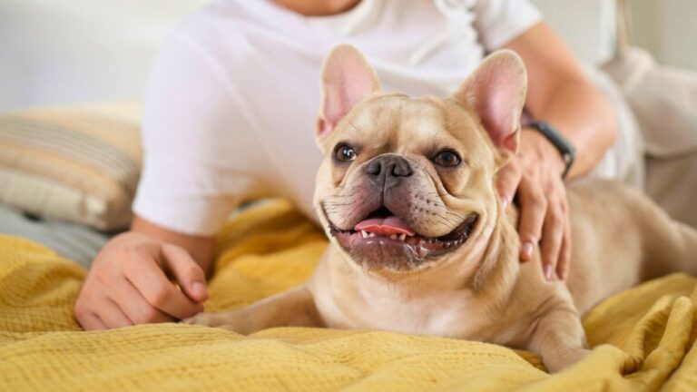 10 dogs that bond so hard they get jealous