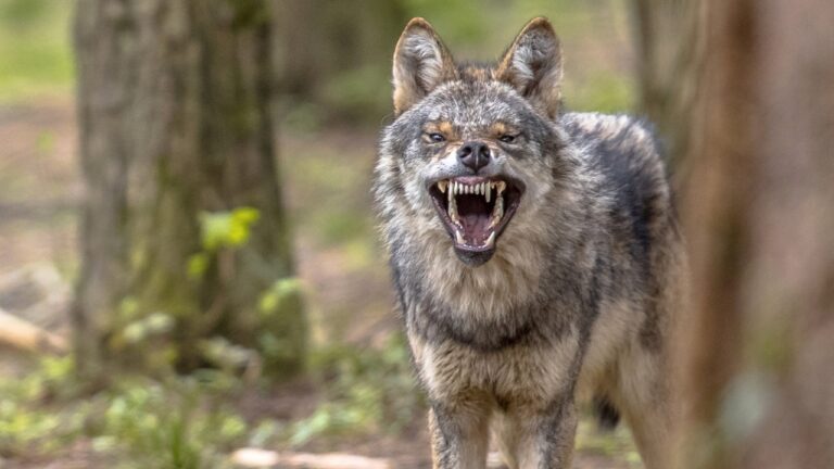 The places dangerous wildlife keeps showing up that should make you uneasy