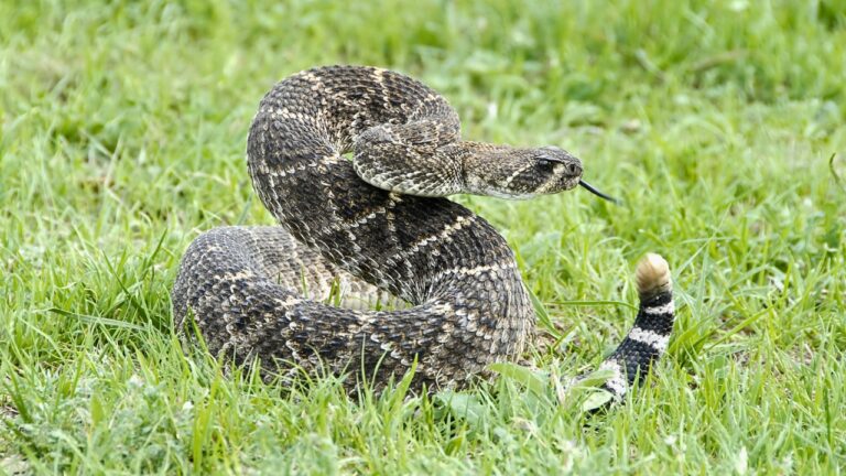 The places where rattlesnake encounters are catching people off guard
