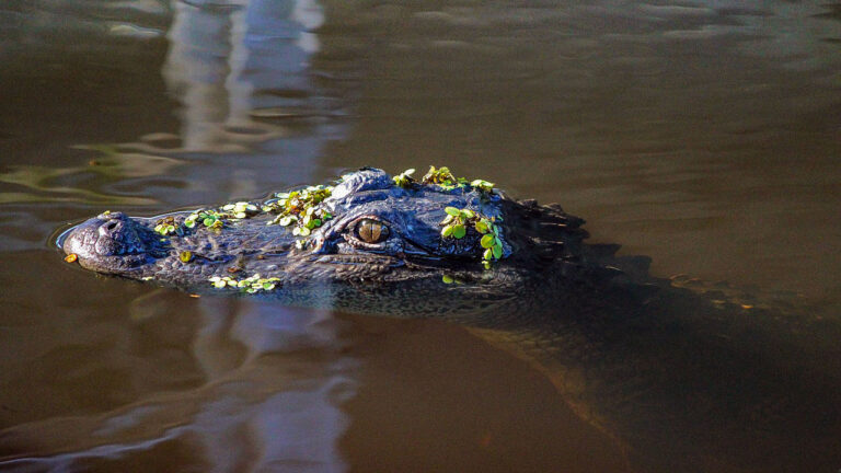 The animals that become more dangerous at dusk and dawn