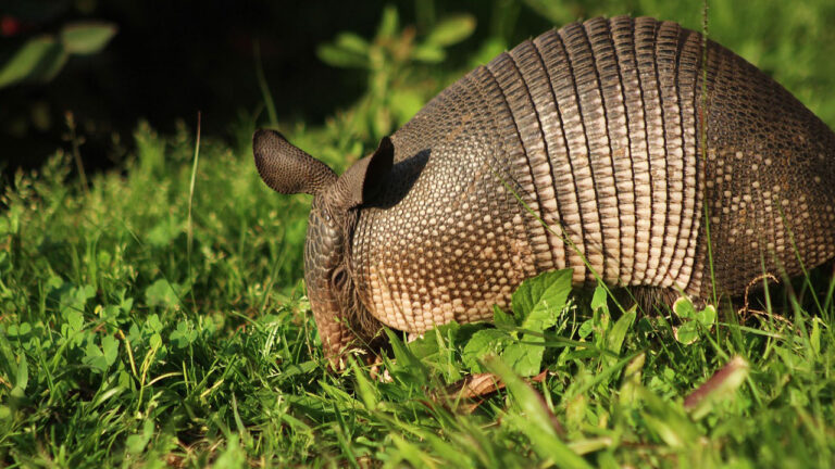 15 animals that can wreck a food plot faster than deer ever could