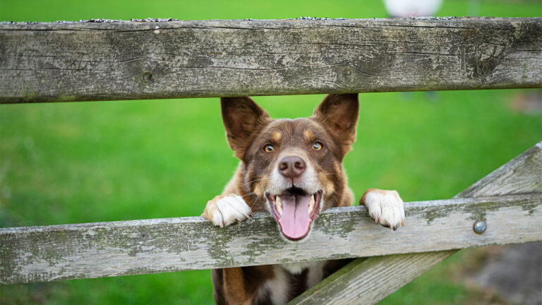 Ways to Tell Your Dog Has More Field Sense Than You Do