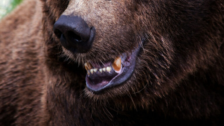 Hunter says he heard someone yell “Bear!” in the swamp — and then he stepped through a rotten log onto something alive right beside a den