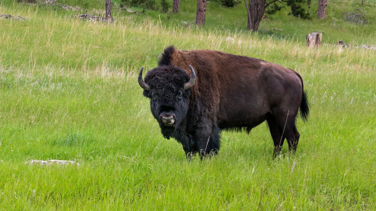 Animals that don’t bluff when they feel cornered