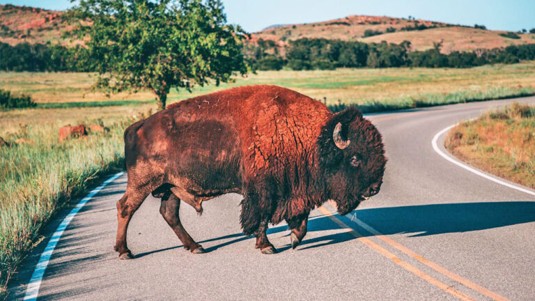 15 animals that look harmless until they decide you’re too close