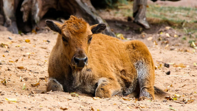 The dangerous animals people keep confusing with harmless lookalikes
