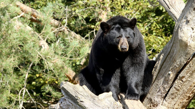 15 U.S. states where black bear encounters are rising fast