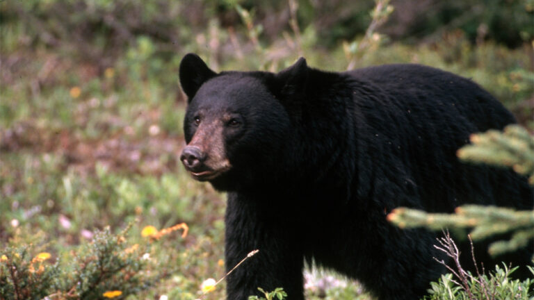 The backyard wildlife visitors most likely to turn aggressive when surprised