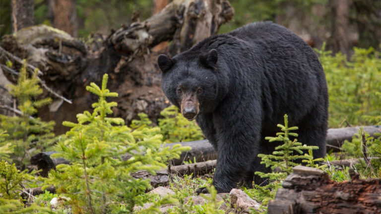 Animals that can wreck a campsite faster than bad weather