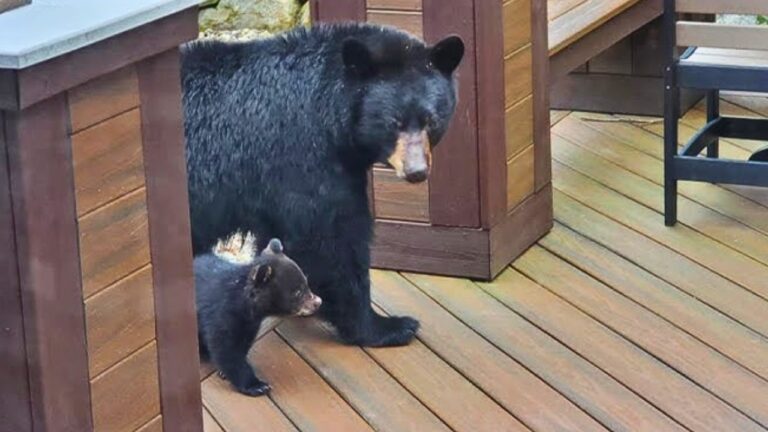 The states where black bears are getting far too comfortable around people