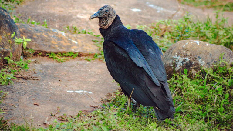 15 predators that cause more trouble on rural land than most people realize