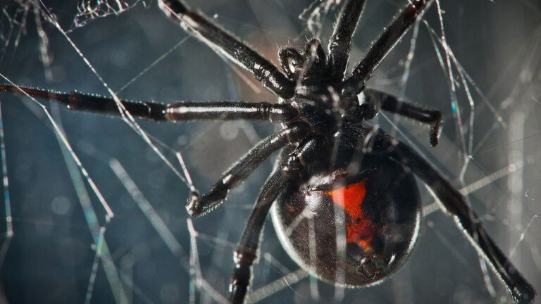 Venomous bites that go bad fast if people wait too long