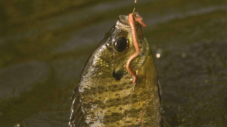 15 surprising facts about bluegill