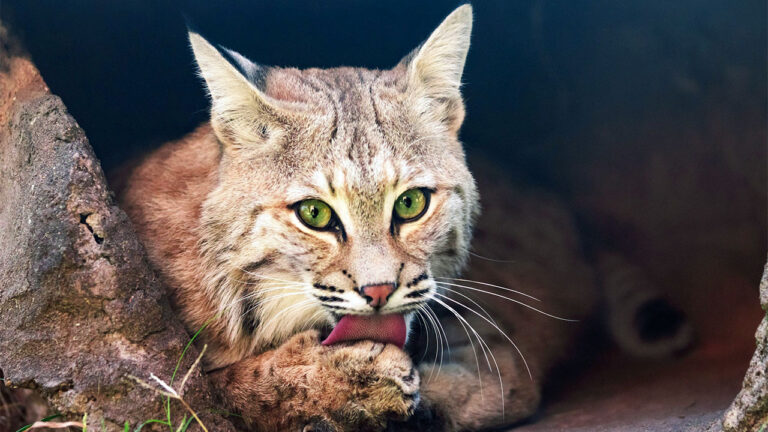 U.S. states where bobcats are showing up closer to neighborhoods than people realize