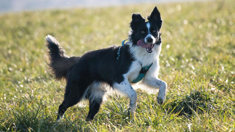 Dog breeds that seem calm until boredom flips the switch