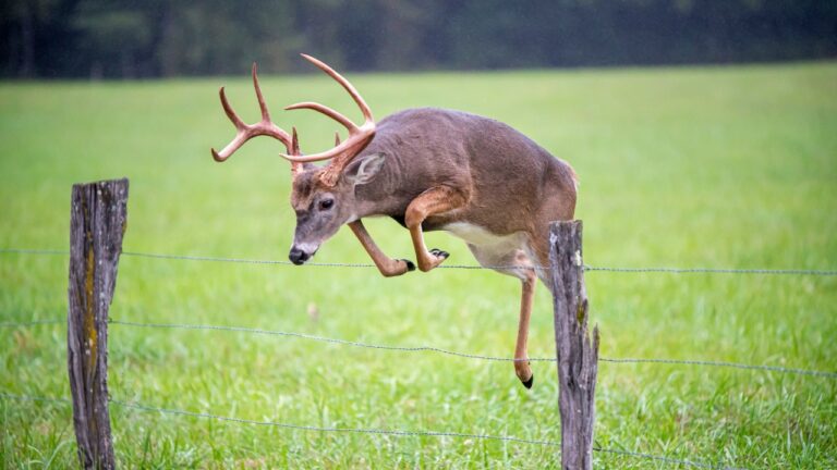 Bowhunter says a deer crossed onto the neighbor’s property after the shot — and suddenly recovery turned into a legal mess