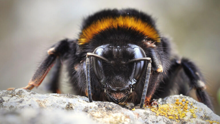 The insects that can trigger life-threatening reactions in minutes