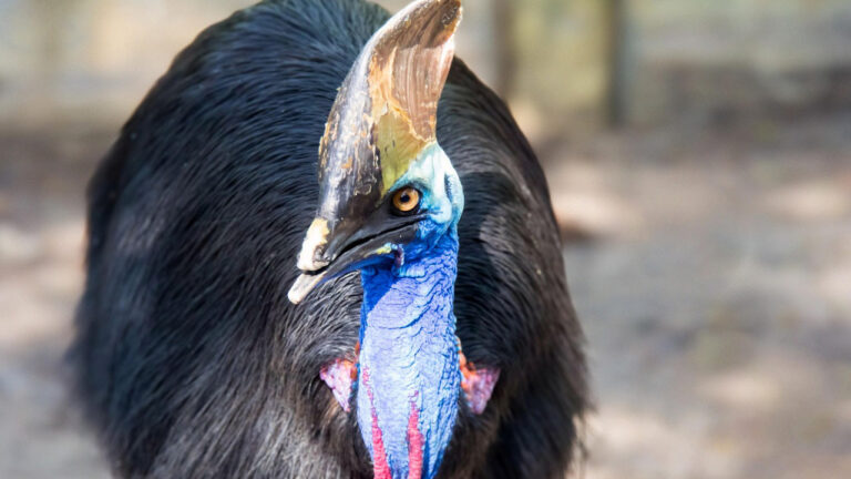 The animals that can take down a grown man faster than you’d think