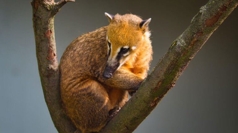 The animals that climb better than you think and use it to their advantage