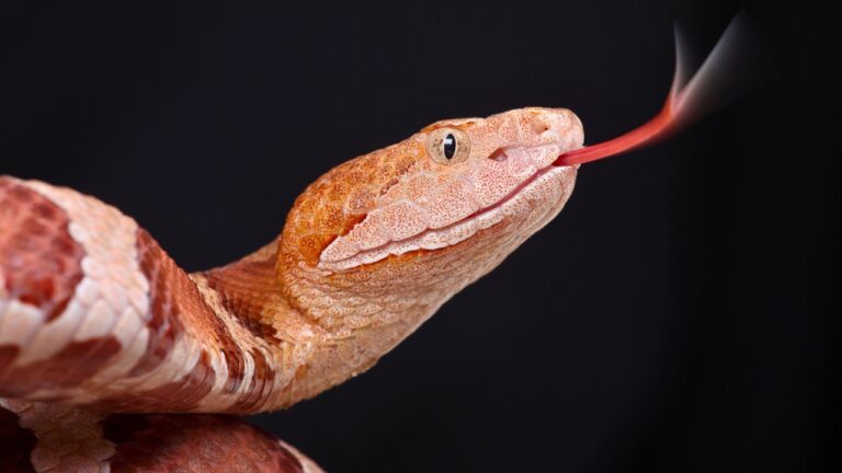 The states where copperheads keep showing up near homes