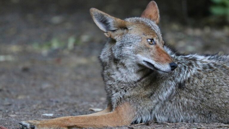 The predators getting far too comfortable around pets and porches