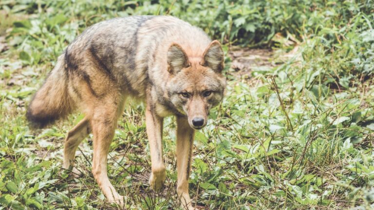 The predators moving in like your backyard belongs to them