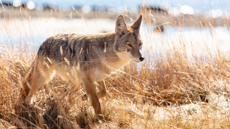 U.S. states where coyote encounters are getting a lot less rare near town