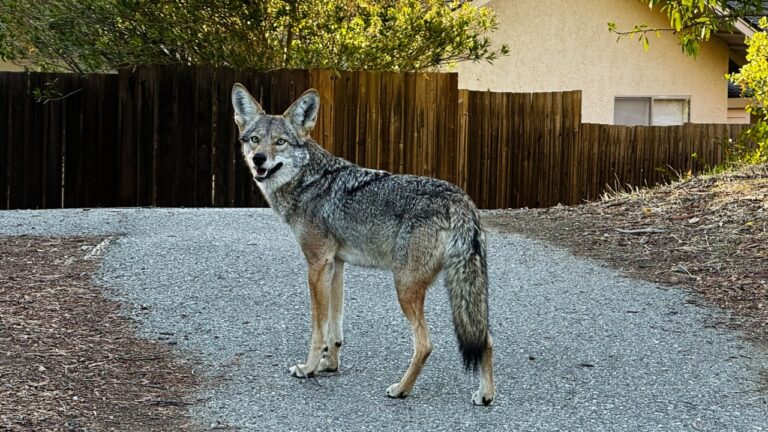 The warning signs your property is becoming a magnet for trouble