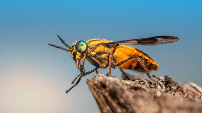 The spider bites people blame on spiders that aren’t actually spiders