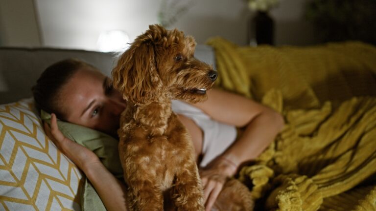 Why your dog suddenly won’t settle down at night