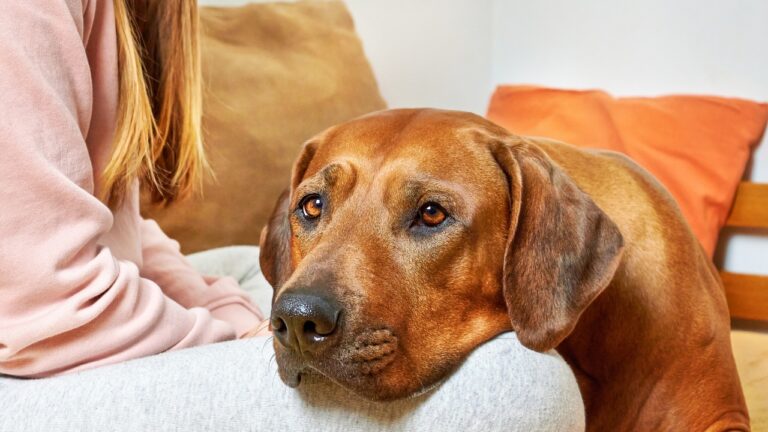 The small dog behaviors that can mean much more than people realize